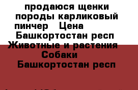 продаюся щенки породы карликовый пинчер › Цена ­ 5 000 - Башкортостан респ. Животные и растения » Собаки   . Башкортостан респ.